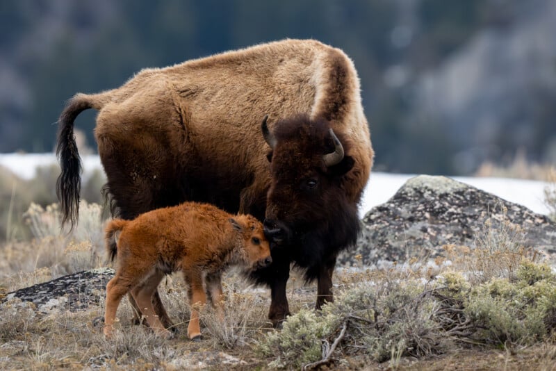 Nikon Z8 Mother and Calf Bison