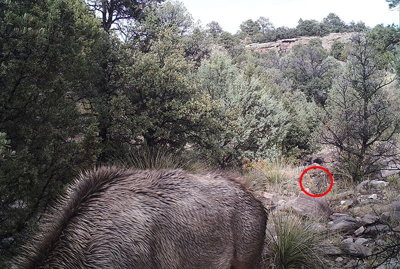 Answer to the camougfaged mountain lion stalking deer