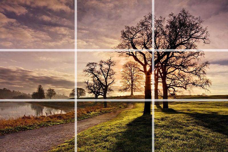 A photo of a tree with a rule of thirds grid overlaid
