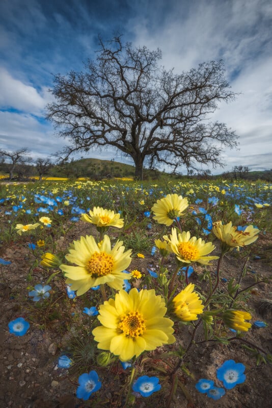California Wildflower Photography Techniques, Superbloom 2023